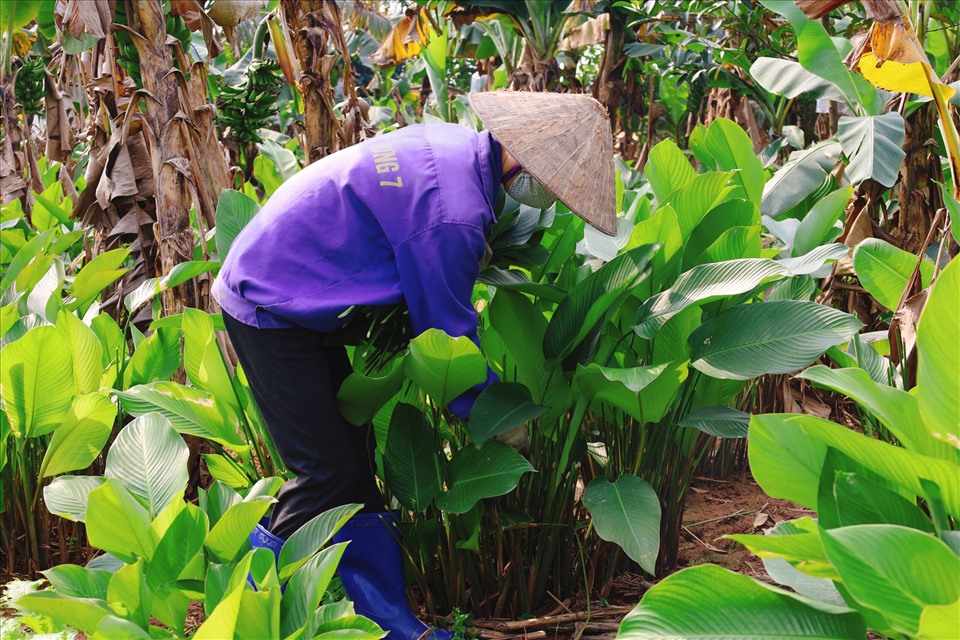 Người dân nơi đây đang tất bật ra vườn cắt lá để kịp phục vụ nhu cầu gói bánh chưng Tết Nguyên Đán 2022. Ảnh: Nguyễn Thúy