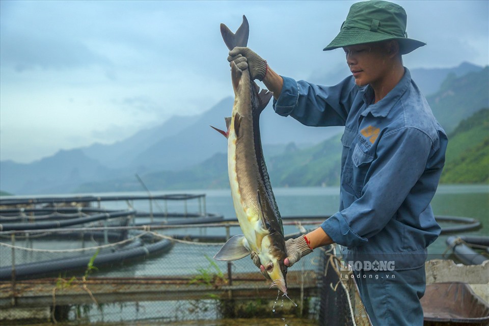 Hiện nay nghề nuôi cá đã đem lại cho người dân thu nhập ổn định.