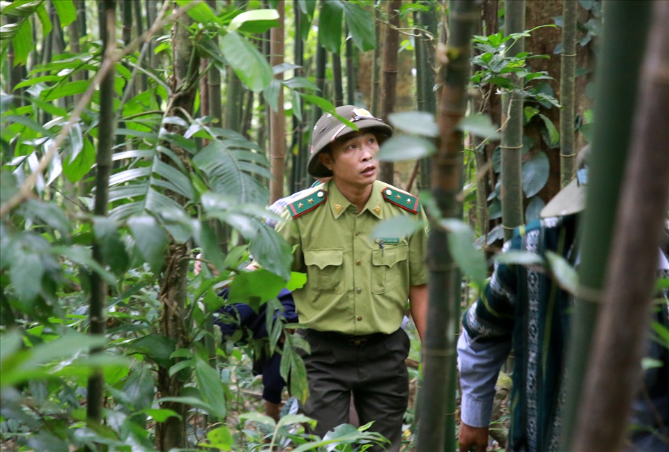 Để bảo vệ rừng, lực lượng kiểm lâm thường phối hợp với chủ rừng thường xuyên tuần tra, bảo vệ.