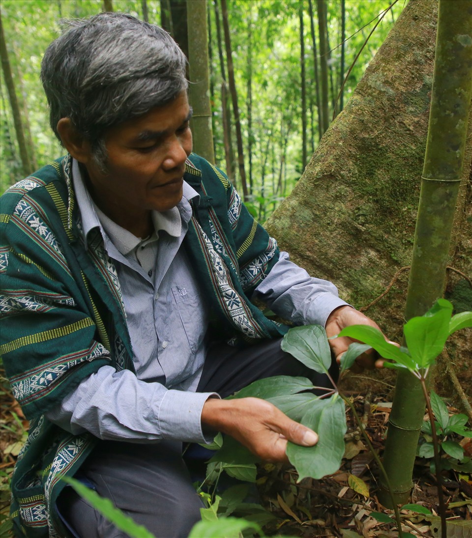 Khu rừng này còn khá nguyên sơ với nhiều cây đường kính khoảng 1 m như dổi, sao sao, sao cát, lội... Nhiều loài thú quý có trong Sách đỏ cũng được ghi nhận ở đây. Đặc biệt, rừng có rất nhiều tre, nứa, mây và cây dược liệu có thể được khai thác, làm giàu cho người dân.