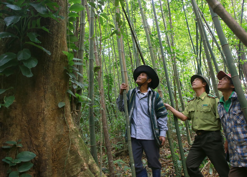 Gần 1.000ha rừng tự nhiên thôn Chênh Vênh (xã Hướng Phùng, huyện Hướng Hóa) ở cạnh khu dân cư, nằm ngay trên đường Hồ Chí Minh nhánh Tây cũng được 80 hộ dân ở đây bảo vệ.