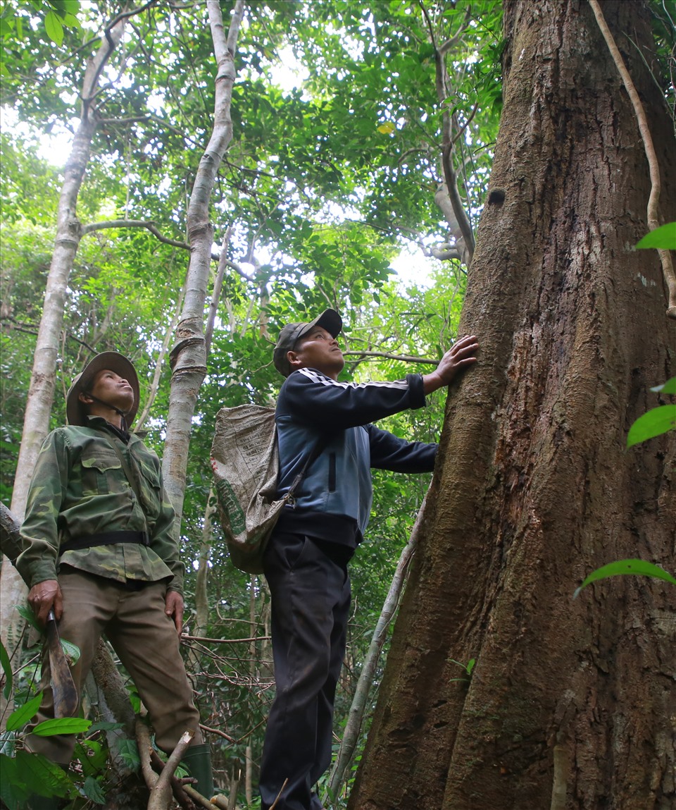 Nếu người giám sát phát hiện ai đó trong dòng họ có hành vi tiếp tay, xâm hại đến rừng thì sẽ xử lý, thậm chí loại khỏi danh sách tham gia nhận khoán, bảo vệ rừng. Trong ảnh, là cây rừng có đường kính khá lớn. Trước đây, diện tích rừng này được làm nương rẫy, người dân đã tự nguyện trả lại đất, bảo vệ cây và bây giờ trở thành rừng tự nhiên.