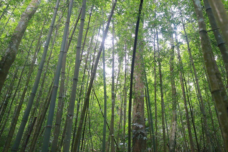 Cuối năm 2021, hơn 1.560 ha rừng tự nhiên do cộng đồng 2 thôn Hồ và Chênh Vênh quản lý được cấp chứng chỉ FSC đầu tiên tại Việt Nam. Trong ảnh, những cây tre ở trong rừng cộng đồng thôn Chênh Vênh cũng được cấp chứng chỉ FSC. Điều này mở ra hi vọng có khoản thu nhập khá cho người dân giữ rừng, khi cây tre có chứng chỉ này sẽ được bán với giá cao hơn.