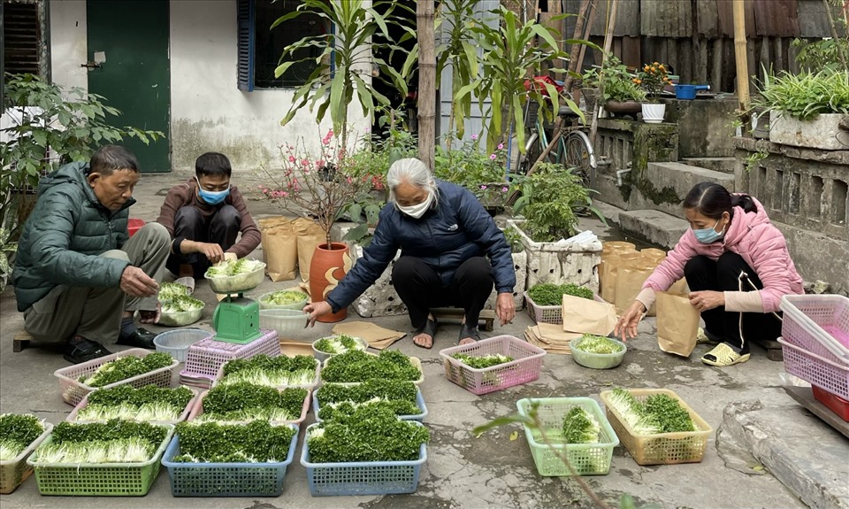 Các bệnh nhân cùng nhau trồng rau mầm để kiếm sống tại xóm chạy thận. Ảnh: VTV