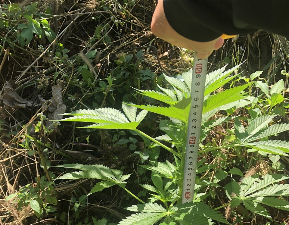 Lực lượng Công an huyện Đắk Song phát hiện vụ việc người dân trồng 120 cây cần sa trong vườn hồ tiêu. Ảnh: Bá Hiển