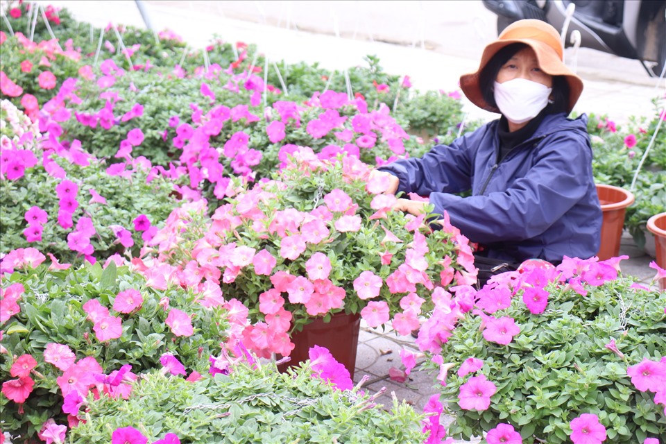 Nhân viên tranh thủ chăm sóc hoa lúc vắng khách. Ảnh: Quỳnh Trang
