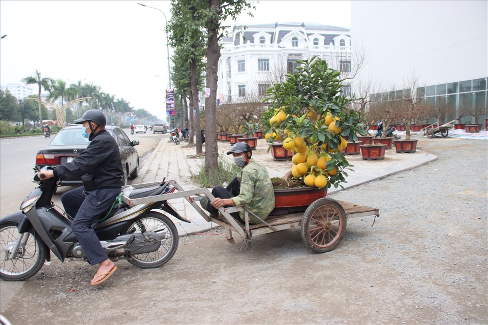 Những xe chở hoa kiểng hoạt động hết công suất trong những ngày cuối năm. Ảnh: Quỳnh Trang