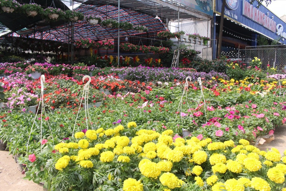 Những loại hoa bán quanh năm được các nhà vườn chăm sóc kỹ lưỡng, cho ra hoa đúng vào dịp Tết vẫn bán rất chạy những ngày này. Ảnh: Quỳnh Trang