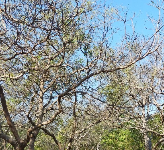 Sâu róm xuất hiện ở đâu thì cây trồng bị phá hoại ở đó. Ảnh: NDCC