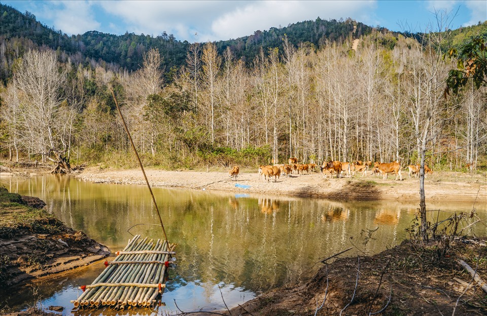 Cạnh hồ Thủy điện Rào Quán ở huyện Hướng Hóa, rừng sau sau cũng đẹp hút hồn.