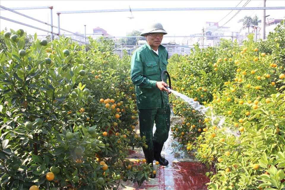 Trang trí phòng khách đón Tết với chậu quất cảnh chĩu quả, ngát mùi thơm. Ảnh: LĐO