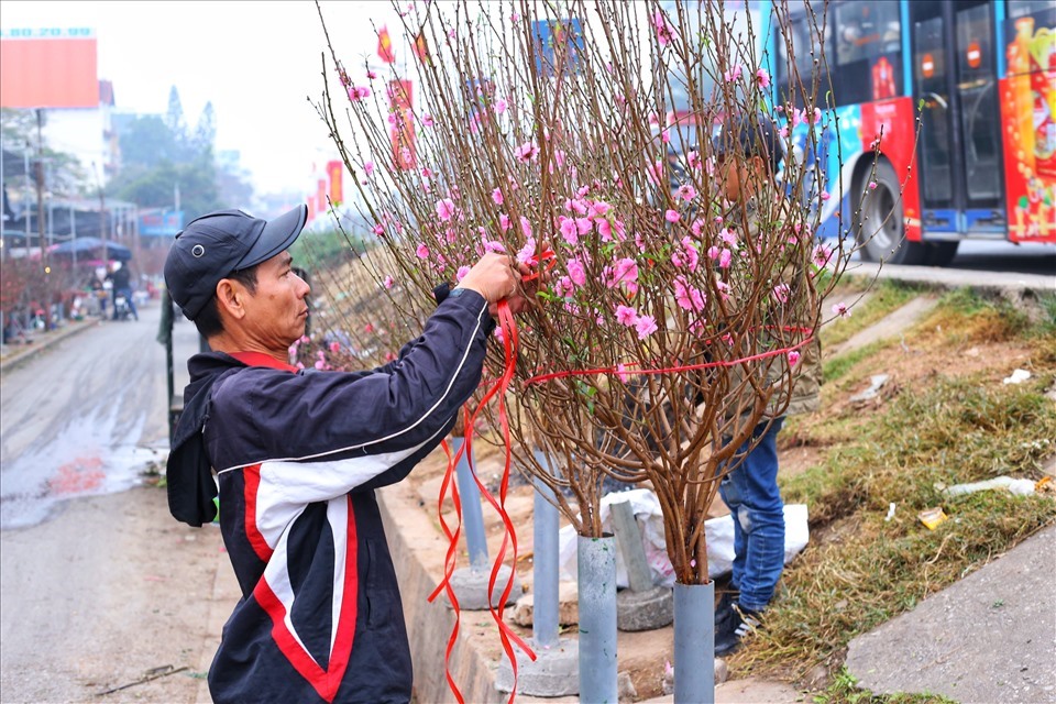 Chọn hoa đào tươi thắm trang trí nhà đón Tết. Ảnh: LĐO