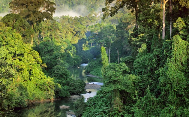Rừng mưa nhiệt đới Borneo Lowland. Ảnh chụp màn hình