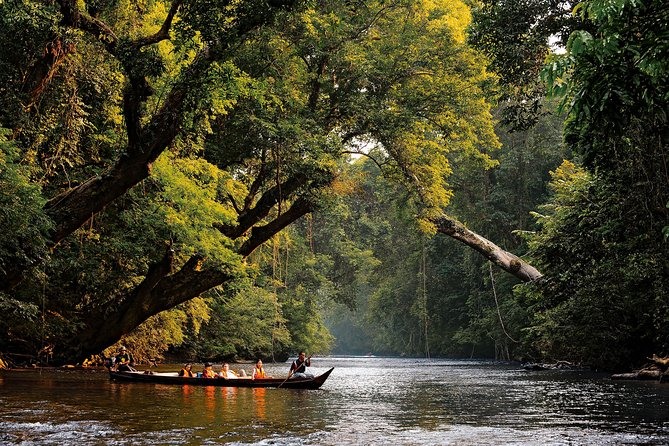 Rừng nhiệt đới Taman Negara ở Malaysia. Ảnh chụp màn hình