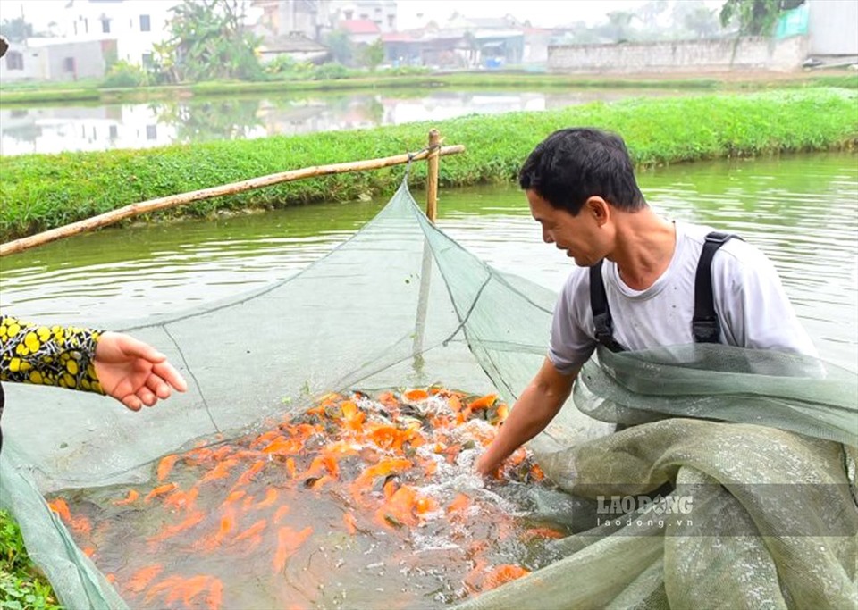 Hàng năm cứ vào ngày 21 và 22 tháng Chạp, người dân các làng Tân Cổ và Bái Chúc (thị trấn Tân Phong, huyện Quảng Xương, Thanh Hóa) lại nô nức bơm nước, kéo lưới bắt cá chép đỏ, cung ứng cho bà con gần xa.