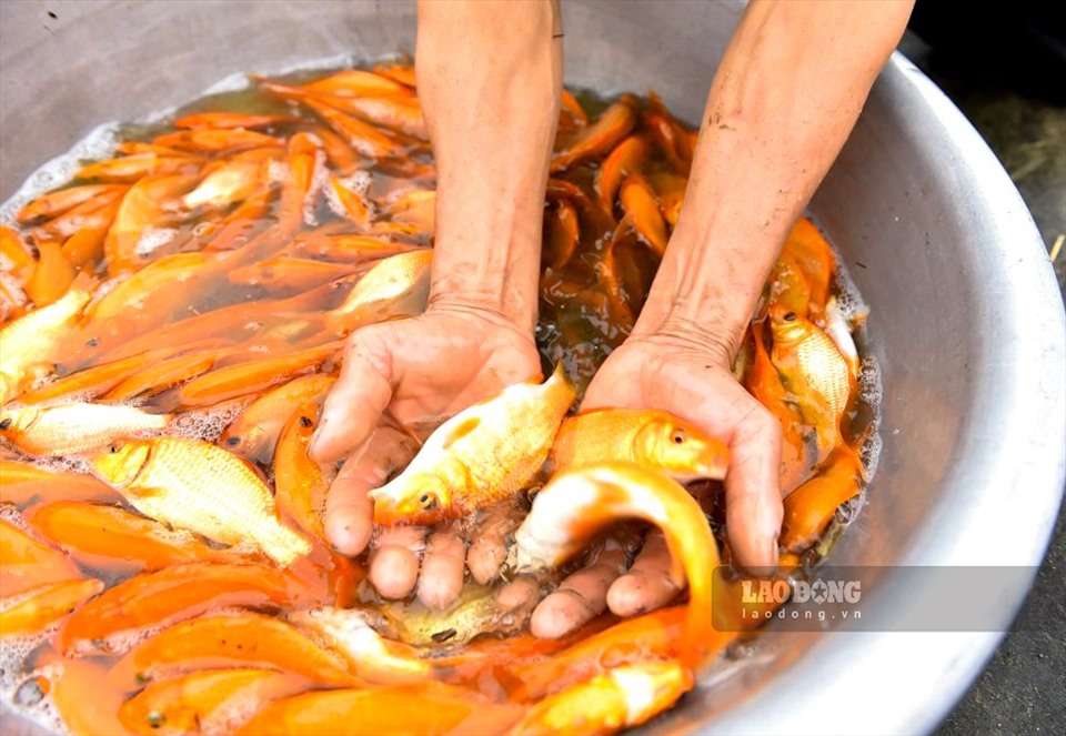 “Hàng năm, cứ trước ngày ông Công ông Táo 1 đến 2 ngày, không những gia đình tôi mà tất cả các hộ trong thôn đều đồng loạt thu hoạch cá. Năm nay, giá cá cũng như năm trước, giao động từ 120.000 đến 140.000/1kg” - anh Chiến chia sẻ.