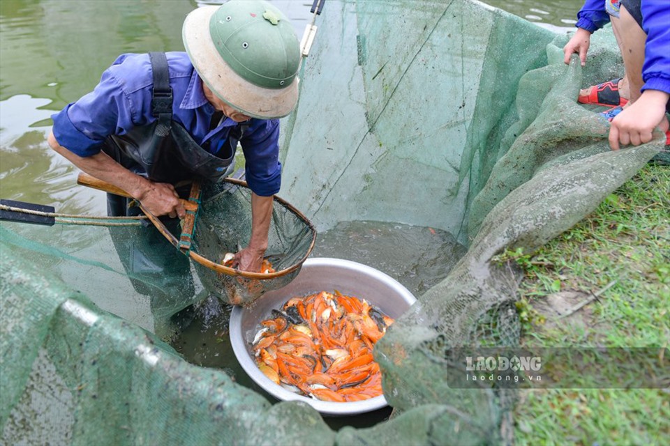 Theo Anh Nguyễn Trọng Chiến (người thôn Bái Trúc, thị trấn Tân Phong, huyện Quảng Xương - Thanh Hóa) cho biết, gia đình anh năm nay thu hoạch khoảng 2,5 tấn cá chép đỏ, để bán cho người dân trước ngày “tiễn” ông Công ông Táo.