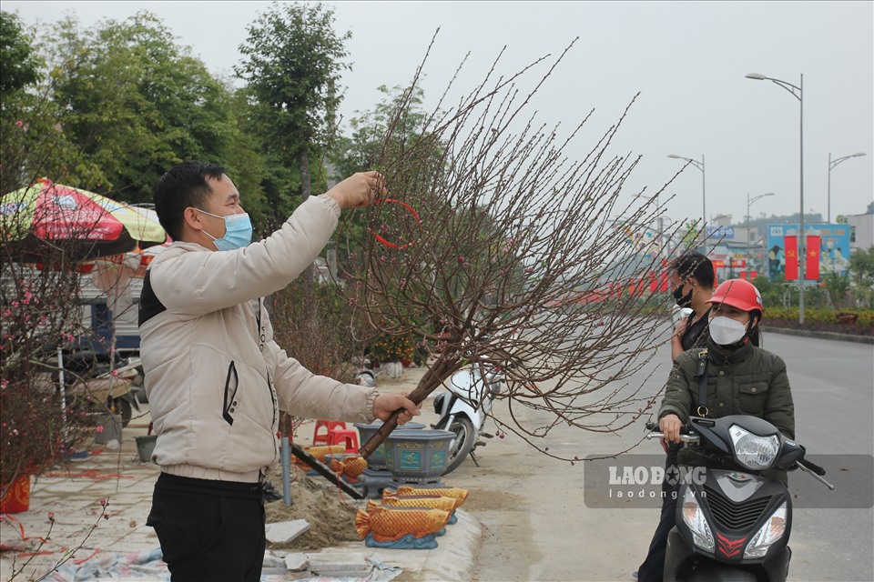 Những tiểu thương nhập đào chủ yếu từ các vườn đào tại Nhật Tân, TP.Hà Nội và tỉnh Hưng Yên lên Yên Bái để bán.