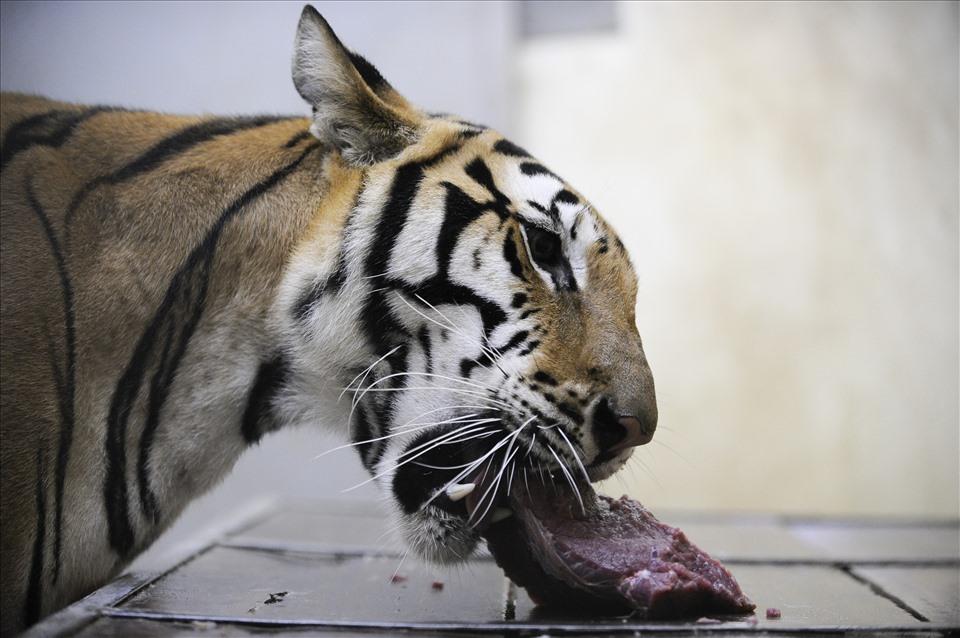 Hổ Amur được mệnh danh là Chúa tể rừng Taiga, có kích thước hộp sọ rất lớn, ăn hết 6kg thịt sống chỉ trong 15 phút. Nếu hổ có biểu hiện chán ăn thì đó chính là dấu hiệu cho thấy sức khoẻ của hổ có vấn đề.