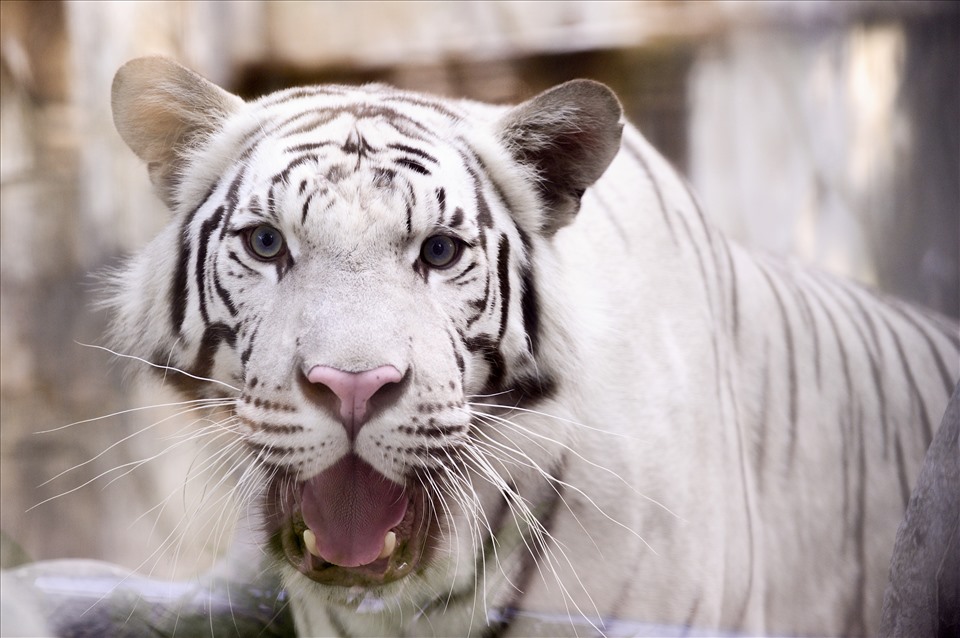 Một đặc tính di truyền làm cho các sọc của hổ rất nhạt xảy ra khi một cá thể hổ thừa kế hai bản sao của gen lặn. Đây là trường hợp rất hiếm khi xảy ra, cần được bảo tồn bởi hiện tượng này chỉ xuất hiện trong các vườn thú mà không tìm thấy trong tự nhiên.