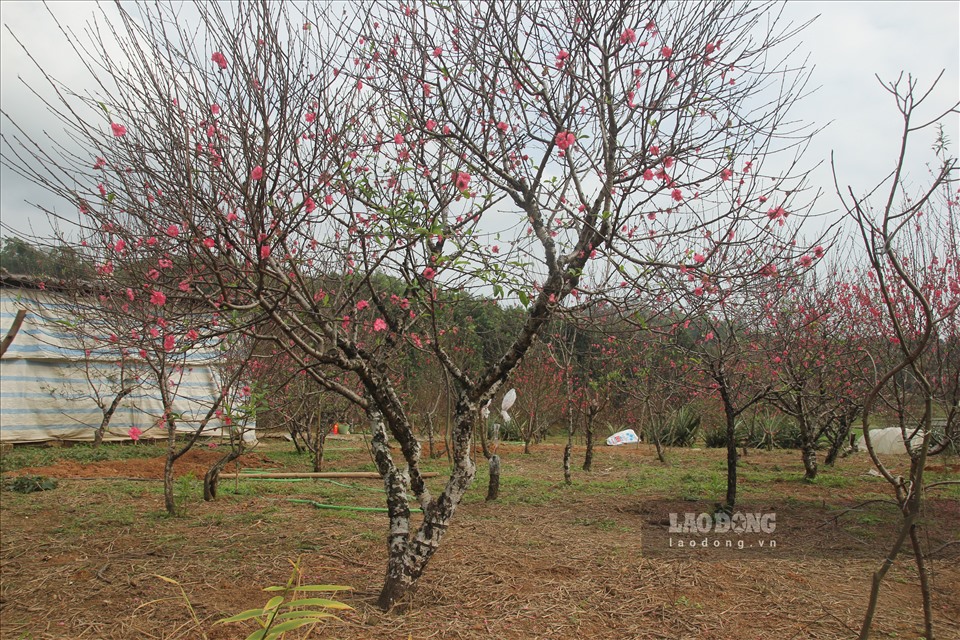 Các vườn đào tại xã Minh Bảo đã nợ rộ hoa, nhiều vườn có đào thế đẹp, nhưng lượng khách đến thăm quan, chơi đào dịp tết vẫn rất thưa thớt.