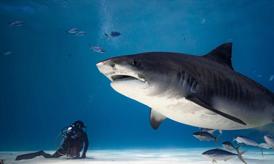 Lặn ngắm cá mập hổ ở đảo Fuvahmulah, Maldives. Ảnh: Getty/AFP
