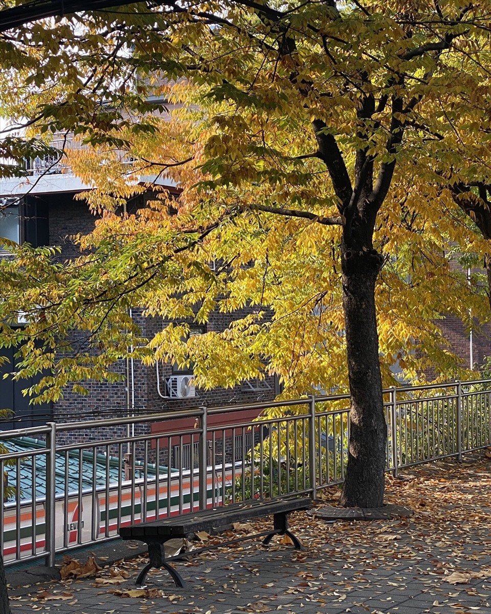 Khung cảnh nên thơ của mùa thu Hàn Quốc đẹp như tranh vẽ