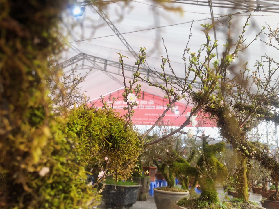 Hiện những chậu nhất chi mai phủ kín rêu phong đang được bày bán tại chợ hoa xuân nằm trên khu vực quảng trường phía trước sân vận động quốc gia Mỹ Đình (Nam Từ Liêm, Hà Nội).