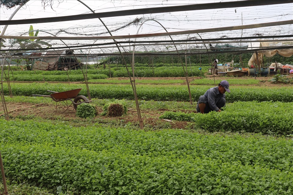 Người dân tranh thủ thu hoạch rau tần ô vào giờ trưa cho kịp buổi chợ chiều. Ảnh: Nguyễn Linh