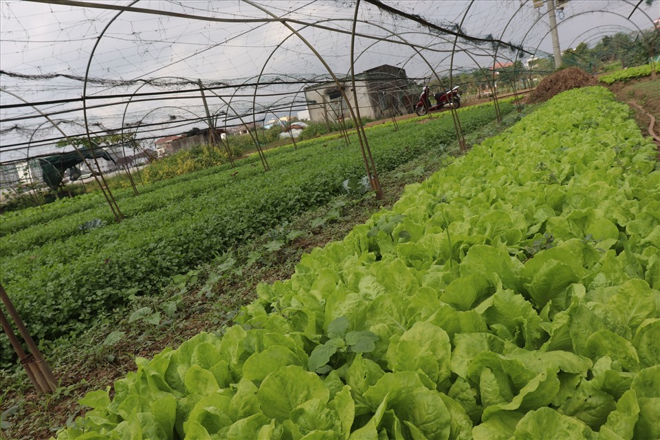 Vườn rau La Hường trồng hơn 50 loại rau các loại để phục vụ người dân trong dịp tết Nguyên đán 2022. Ảnh: Nguyễn Linh