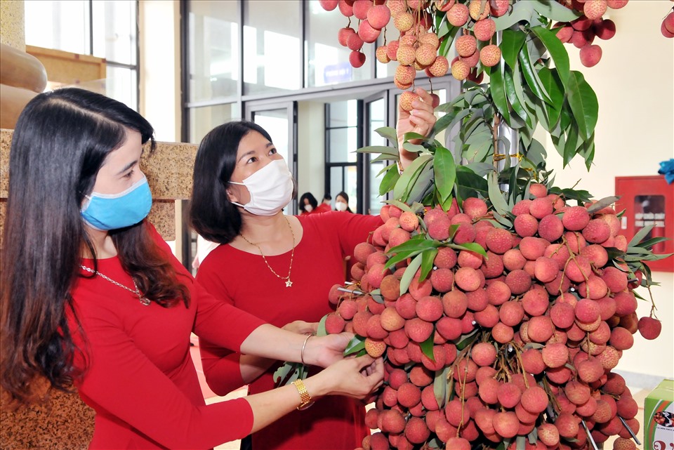 Luc Ngan（Bac Giang）とThanh Ha（Hai Duong）の輸出用ライチは、国内価格の10〜15倍の40万VND / kg近くで販売されており、マークの優れた業績を証明しています。