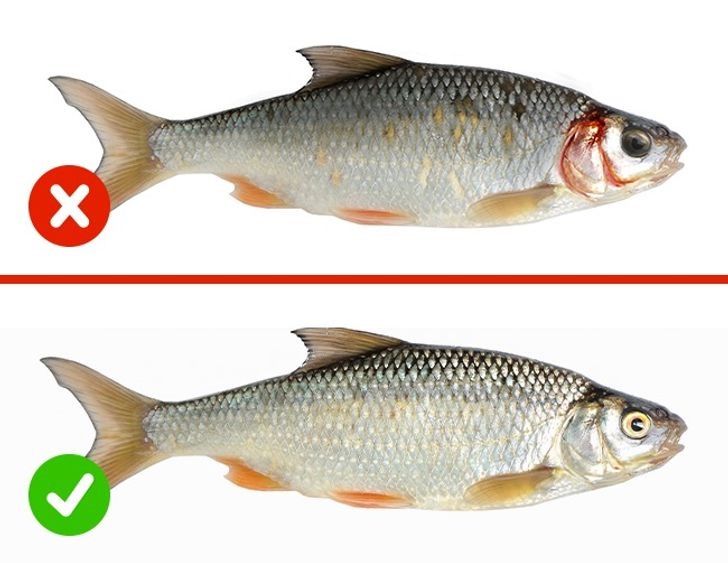 Cá là thực phẩm yêu thích của nhiều người. Cá tươi không có mắt đục. Phần mang cá khỏe mạnh luôn có màu đỏ tươi. Da của nó phải có ánh kim tự nhiên và vảy phải được gắn chặt vào phần mình cá.