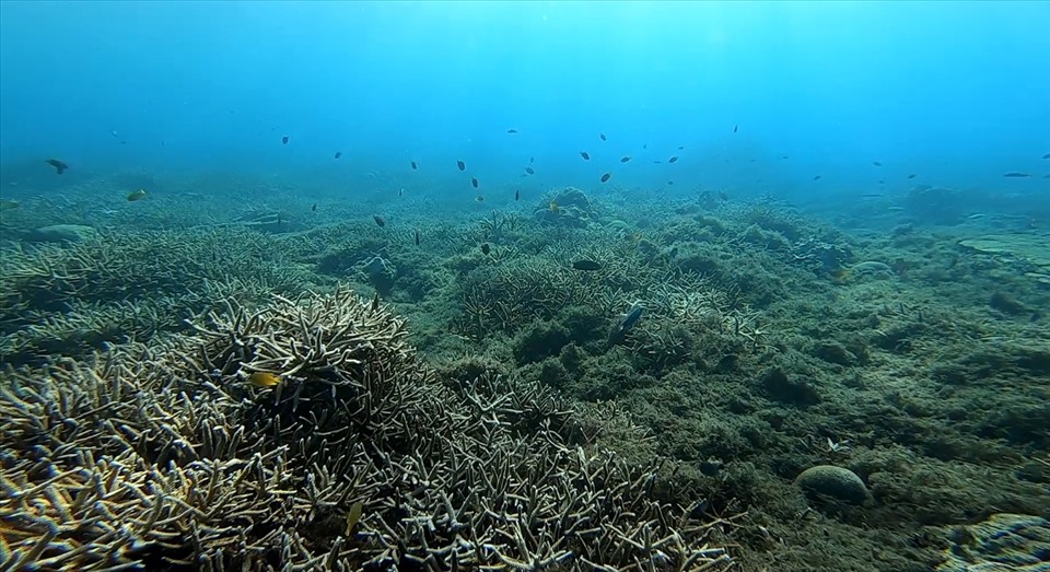 Lặn biển ngắm san hô tại đảo Phú Quý. Ảnh: DT