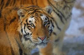Ở phương Đông, loài hổ luôn được coi trọng với vẻ đẹp kết hợp với nỗi sợ hãi tiềm ẩn và sức mạnh khổng lồ. Ảnh: Xinhua