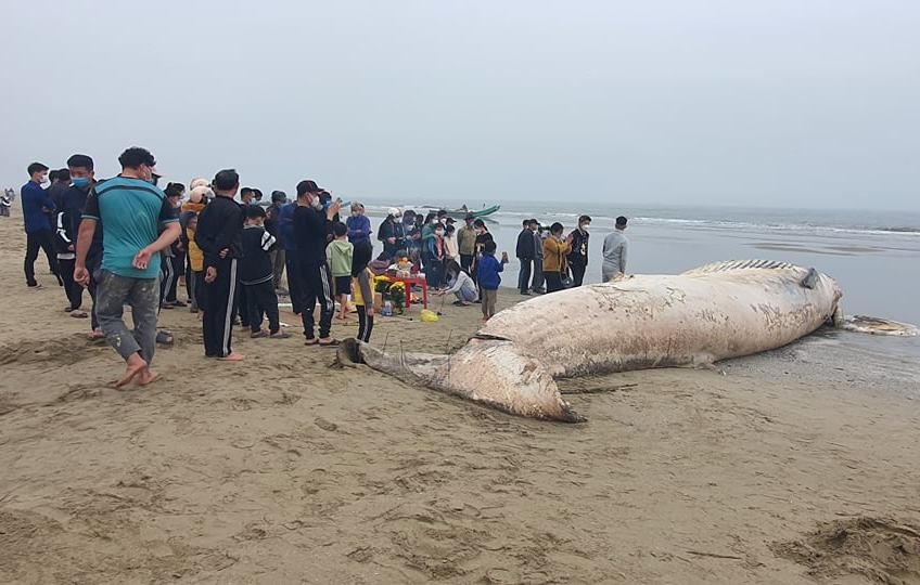 Phát hiện xác cá voi nặng hàng chục tấn trôi vào bờ biển Thanh Hóa. Ảnh: T.N