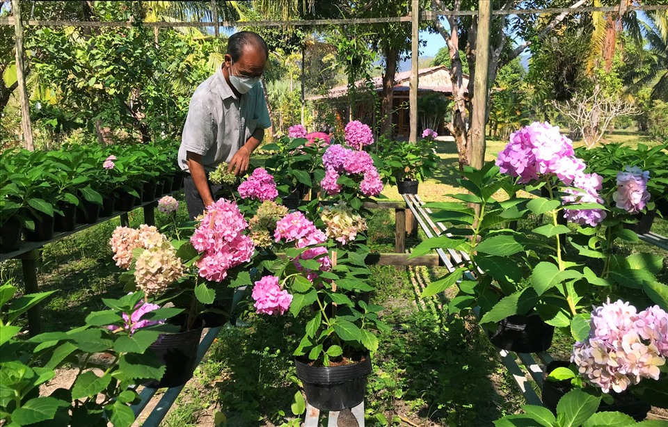 Hoa cẩm tú cầu nhiệt đới Phú Quốc của ông Châu được khách gần xa ưa chuộng vì khả năng chịu nhiệt tốt. Ảnh: PV