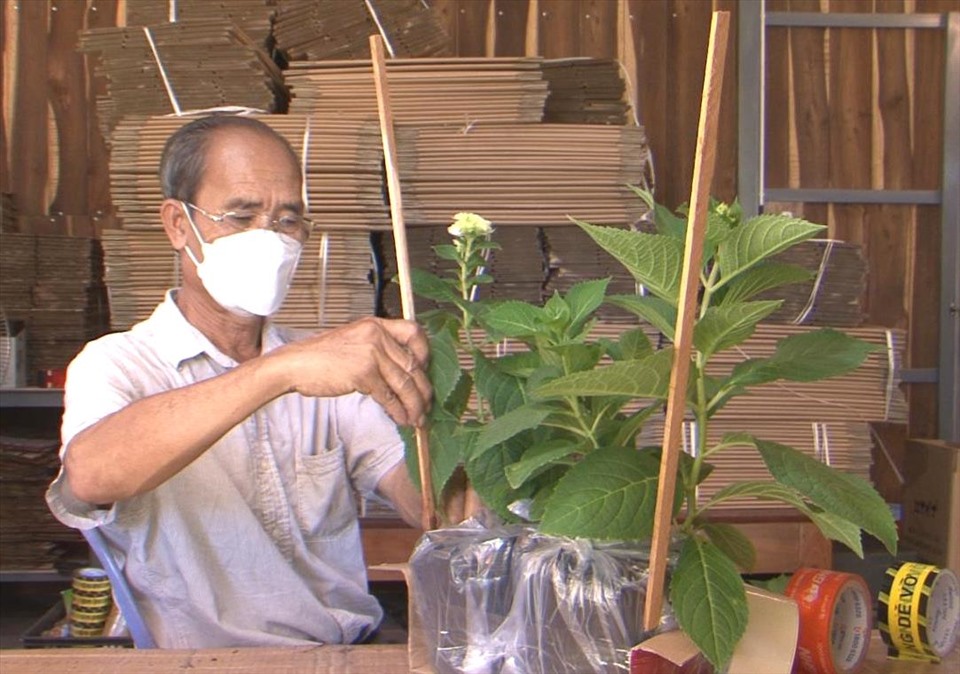 Lão nông 64 tuổi vẫn miệt mài thực hiện ước mơ tạo 1 vườn hoa như ở Đà Lạt trên đảo ngọc. Ảnh: PV