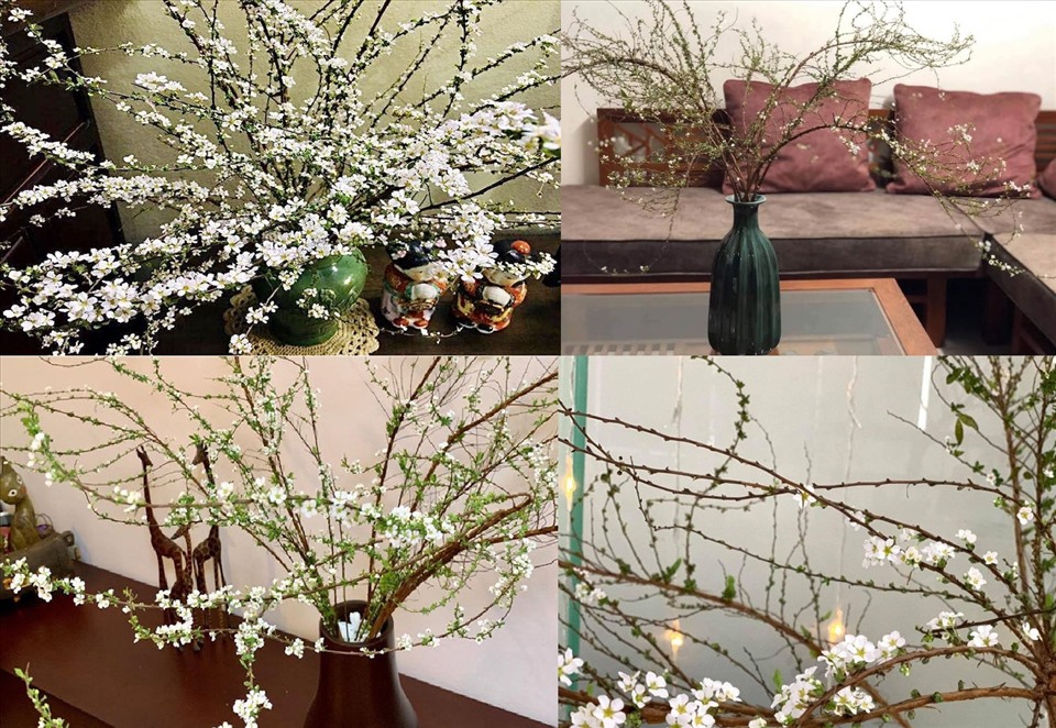 Ngoài hoa đào, hoa mai, hoa tuyết mai cũng đang là loài hoa được nhiều gia đình ưa chuộng dịp Tết âm lịch 2022. Đồ họa: M.H