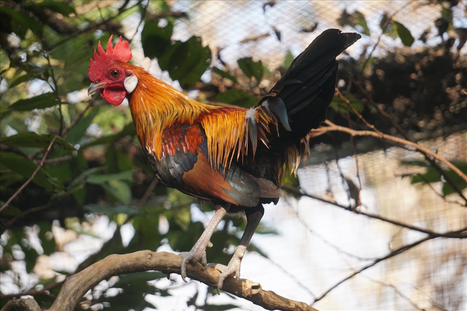 Tìm hiểu hơn 94 hình ảnh gà rừng đẹp mới nhất - Tin Học Vui