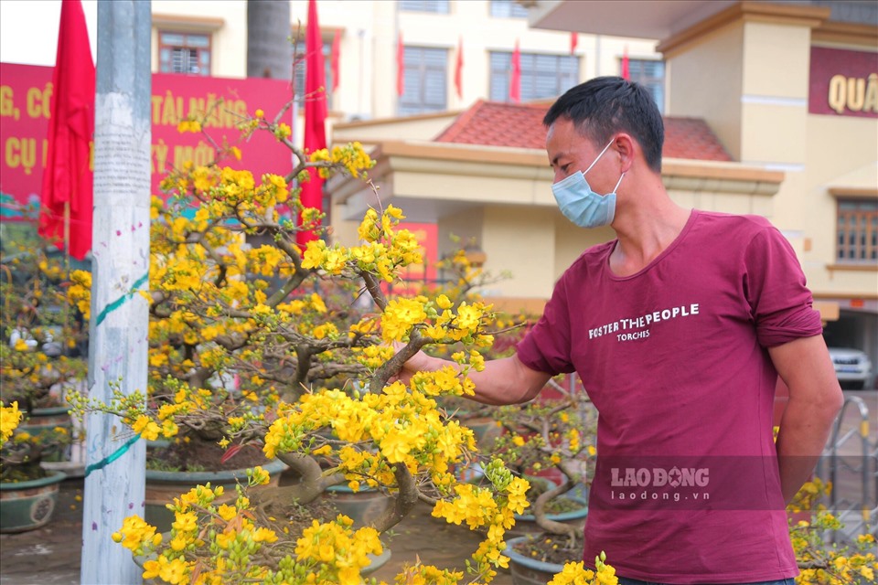 Anh Nguyễn Văn Hội - chủ gian hàng bán hoa mai trên phố Lạc Long Quân cho biết, những gốc mai vàng được gia đình anh trồng và chuyển từ Bình Định đến Thủ đô phục vụ người dân chơi Tết.