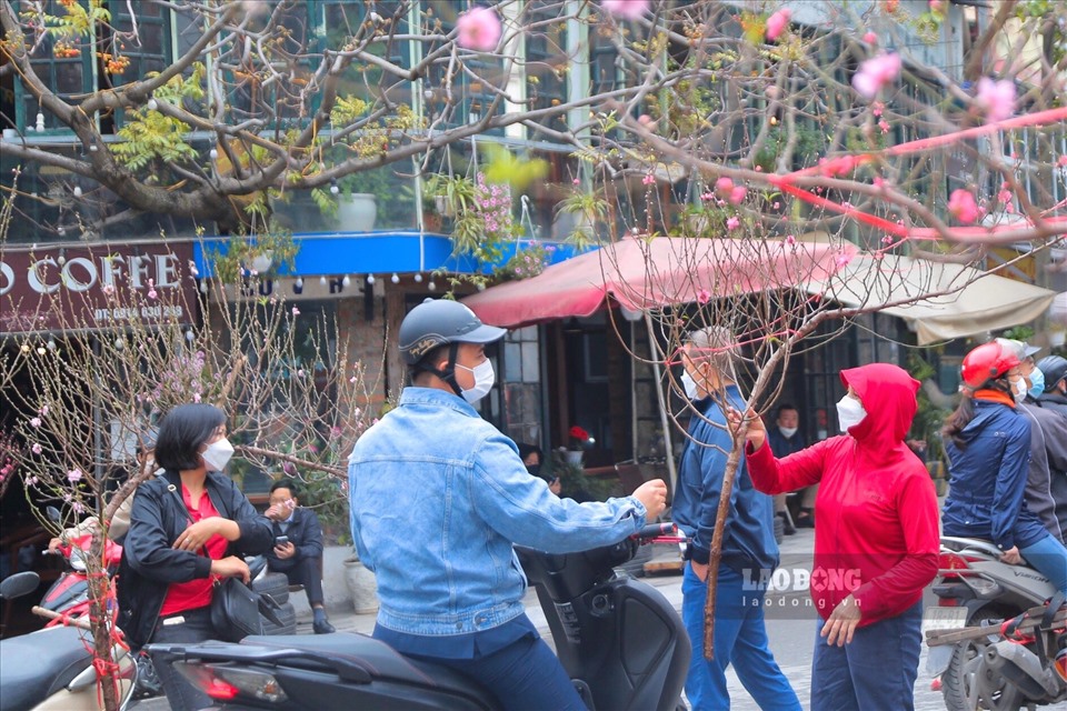 Năm nay, thời tiết Thủ đô những ngày cân Tết rất thuận lợi cho người dân kinh doanh đào Tết.