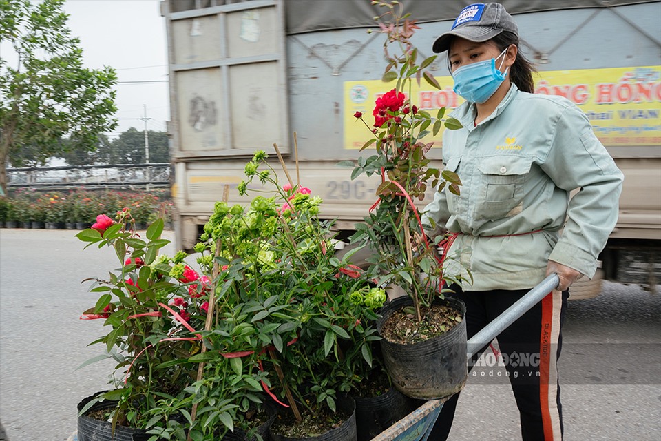 Các cây hoa hồng cũng được khách hàng mua nhiều dịp Tết để trang trí nhà cửa. Chị Thủy đang di chuyển những cây hồng từ dưới vườn lên bày ở đường để thu hút người mua.