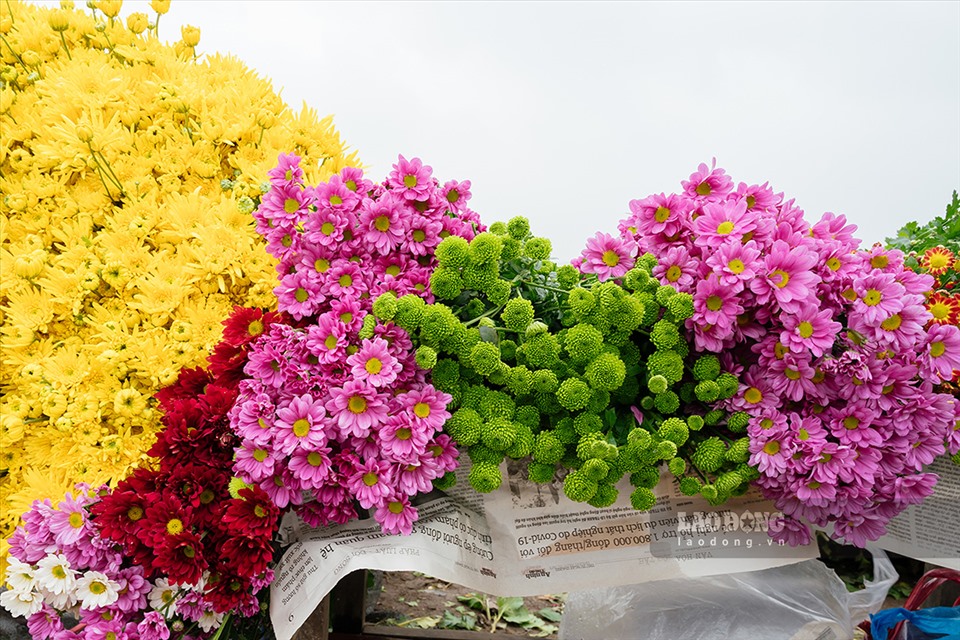 Những loại hoa đủ màu khoe sắc tạo không khí Tết đến mọi nhà, mong cầu cho một năm mới tốt lành.