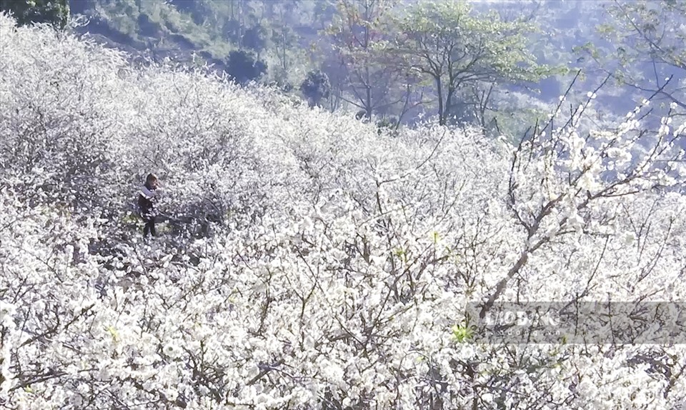 Những thung lũng mận hậu rộng hàng trăm hecta được phủ mầu trắng tinh khiết báo hiệu mùa xuân về với đất trời cao nguyên đã khiến cho nhiều du khách vô cùng thích thú.