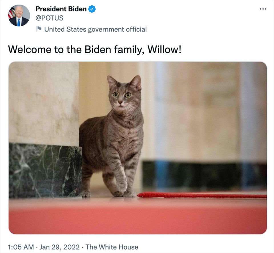 Tổng thống Joe Biden thông báo trên Twitter về việc nhận nuôi mèo Willow. Ảnh chụp màn hình