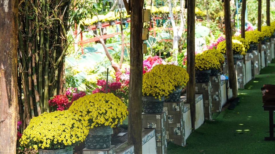 Ngoài ra, anh Điền còn chuẩn bị hơn 6.000 giỏ hoa cúc mâm xôi và 5.000 chậu hoa giấy phục vụ du khách đến tham quan làng hoa Sa Đéc.