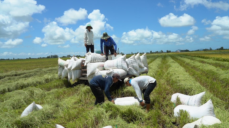 Gạo là mặt hàng tiếp tục đóng góp vào tăng trưởng của ngành nông nghiệp. Ảnh: Tân An