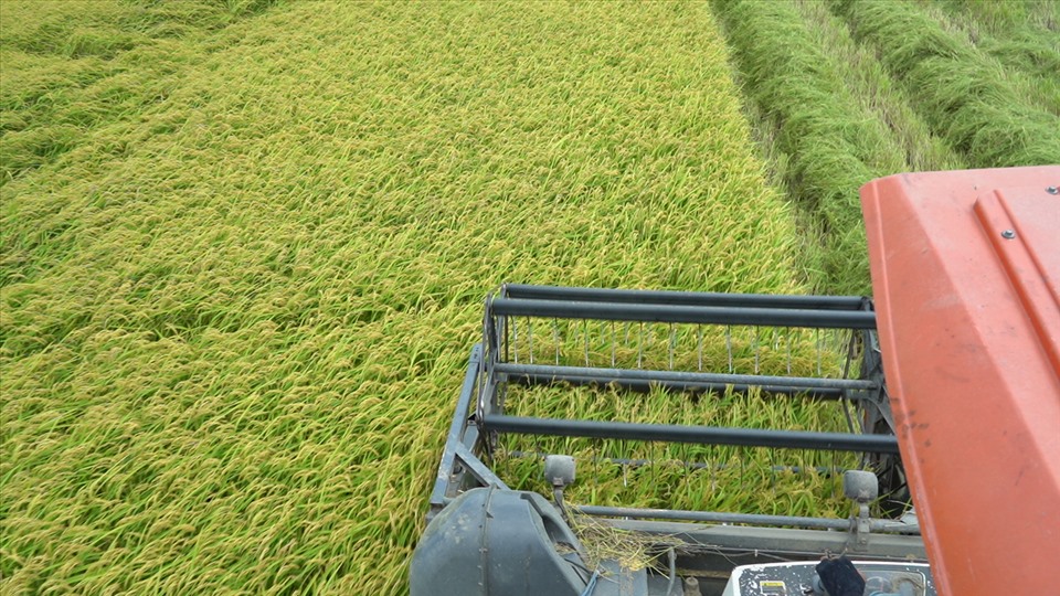 UKFTA tạo cơ hội cho xuất khẩu gạo tại thị trường Anh. Ảnh: Tân Long