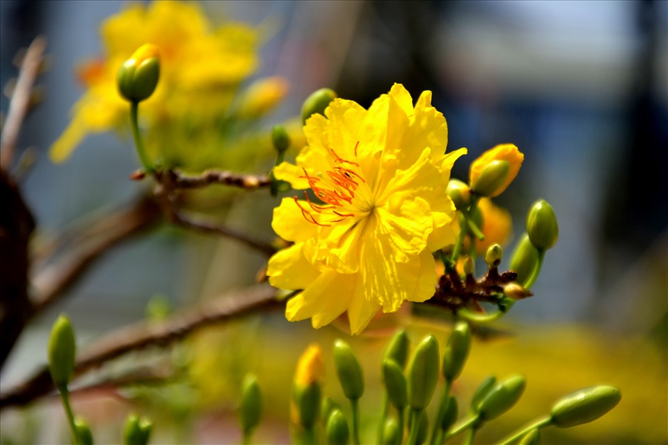 Những vượt lên sự khiếm khuyết về thể xác, cây mai vẫn đươm đầy hoa rực sắc vàng. Ảnh: LT