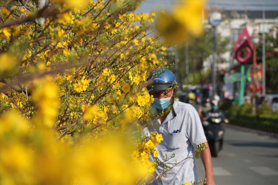 Sáng ngày 30 Tết, mai vàng bung nở ở chợ hoa trên đường Bạch Đằng, thành phố Thủ Dầu Một, Bình Dương.
